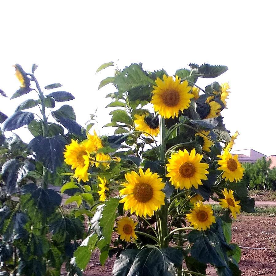 Agriturismo S'Incant'E Sinis San Salvatore  외부 사진